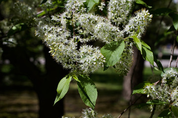 Close up view of attractive wispy white blossoms on an Amur cherry tree 
