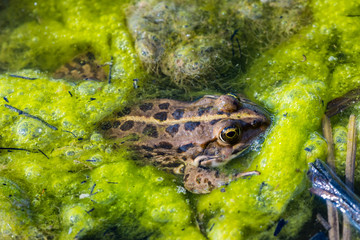 Frog in swamp of turbid water, full of green algae.