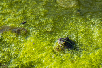 Frog in swamp of turbid water, full of green algae.