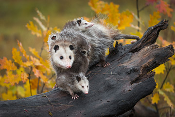 Opossum (Didelphimorphia) Stands With Joeys at End of Log Autumn