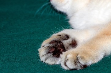 British gold kitten ticked soft paws close up