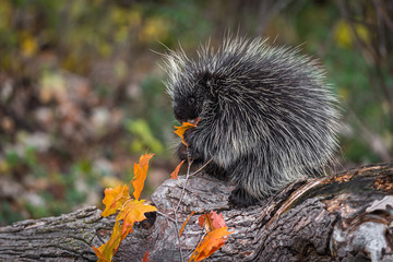 Porcupine (Erethizon dorsatum) Nibbles on Leaf on Log Autumn