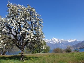 Birnbaum blüht in voller Pracht bei schneebedekten Bergen