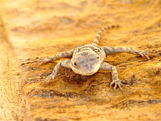 lizard on yellow rock