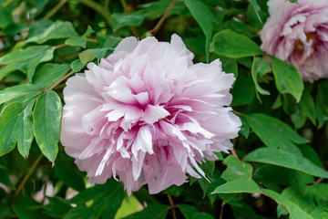 Makro close up einer gefüllten rosanen Strauch Päonie (paeonia rockii) Blüte mit sehr genauen...