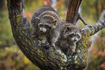 Pair of Raccoons (Procyon lotor) in Tree in the Rain Autumn