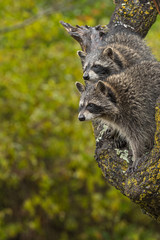 Pair of Raccoons (Procyon lotor) Look Left From Tree Autumn