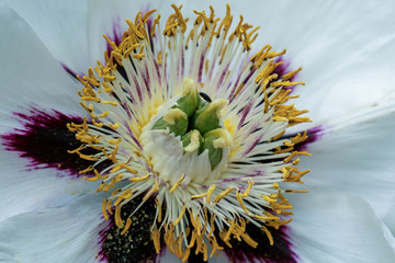 Makro close up einer weißen Strauch Päonie (paeonia rockii) Blüte mit sehr genauen Details der Blütenstempel, Blütenblätter und Pollen 