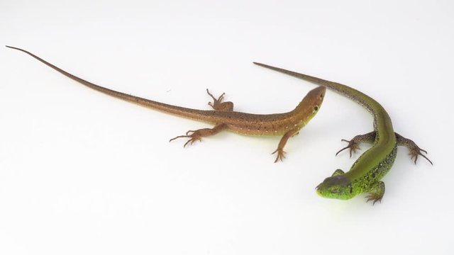 Two lizards on a white background