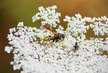 Klecanka rdzaworożna (Polistes dominula)