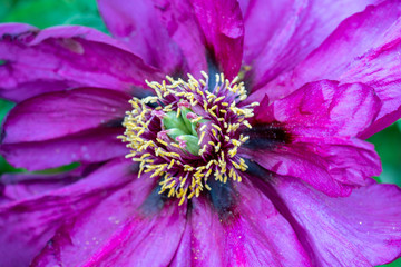 Makro close up einer lila Strauch Päonie (paeonia rockii) Blüte mit sehr genauen Details der Blütenstempel, Blütenblätter und Pollen 