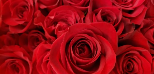 Naklejka premium bouquet of roses