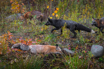Skulk of Fox (Vulpes vulpes) Roam About Autumn