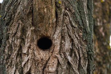 Woodpecker hollow on an aspen trunk