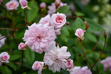 pink flowers in the garden