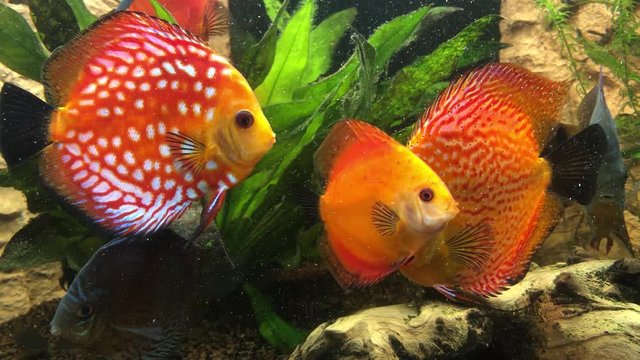 Ein tropischer Buntbarsch aus dem Amazonasbecken. Diskus Fisch 