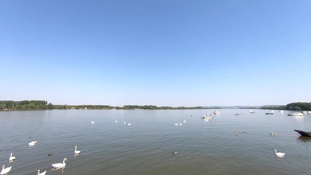 Beautiful Danube river in Zemun municipality in Belgrade, Serbia. Swans in the river. Small anchored fishing boats.