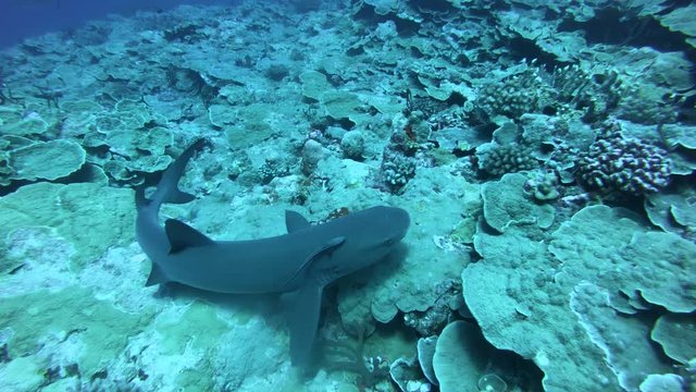 Colorful seaded on the coralreef. Beautiful fishes in underwoter world. Bright sea buttom landscape full of colorful fish. Underwater ocaen aquatic wildlife. shark