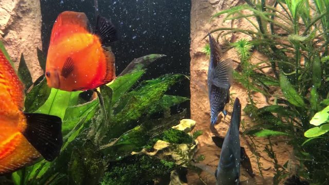 Ein tropischer Buntbarsch aus dem Amazonasbecken. Diskus Fisch 