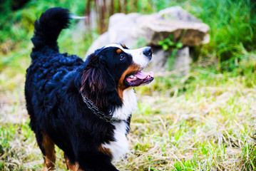 Naklejka na ściany i meble Bernese Mountain Dog portrait