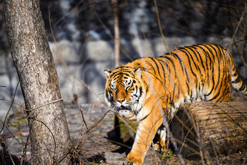 Beautiful Amur tiger