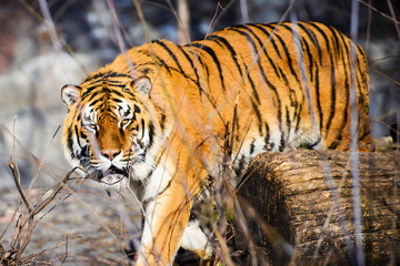 Naklejka na ściany i meble Beautiful Amur tiger