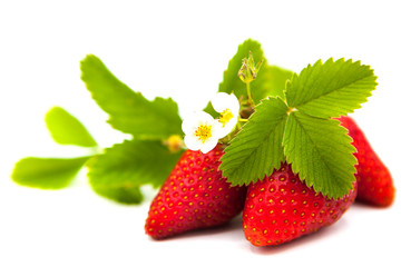 ripe fresh strawberries with leaves and flowers isolated on white background	