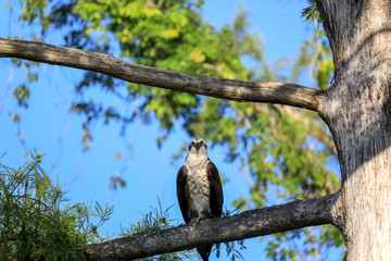 Osprey bird of prey Pandion haliaetus perches on a tree at Clam pass