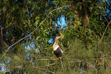 Male Anhinga bird called Anhinga anhinga and snakebird perches near a pond