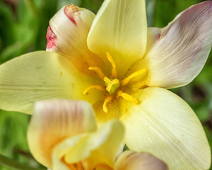 Fototapeta na wymiar Yellow Tulip Center