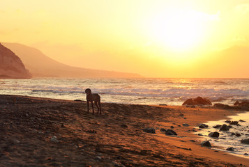 Fototapeta na wymiar Lone stray dog standing on the sunset lit beach, calm sea in background.