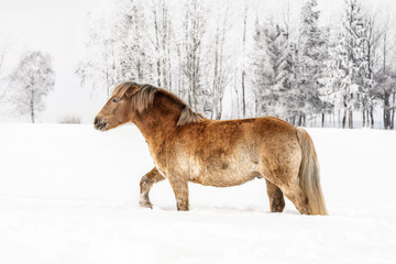 Light brown horse wading through snow covered field, winter trees in background