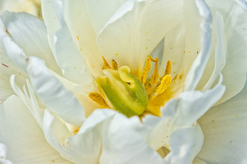 White Tulip Center