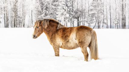 Light brown horse standing on snow covered field, trees in background.