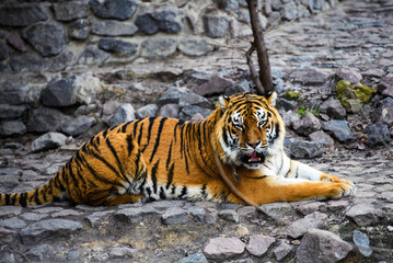 Beautiful Amur tiger