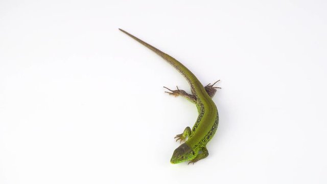 Green lizard on white background