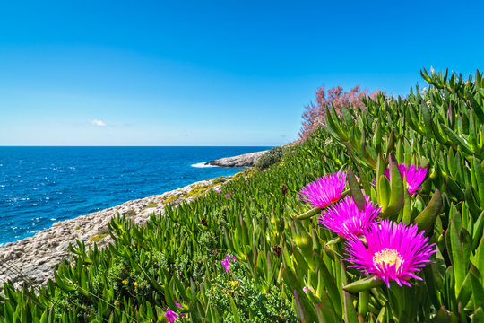 Pink flowres growing on the shore in Porto Limnionas