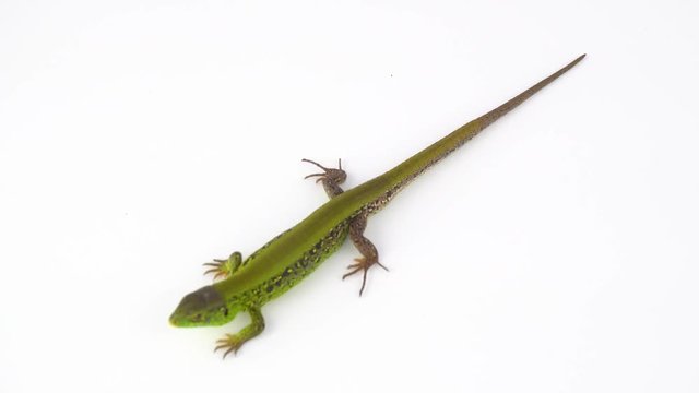 Green lizard on white background