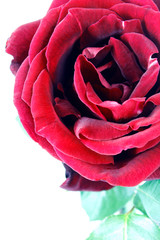 nice red rose photo detail