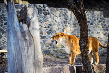 lioness