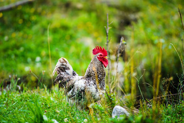 chicken on a farm