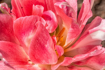 Pink Peony Tulip Center