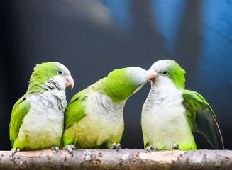 green parrot
