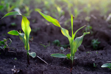corn sprouts on the field