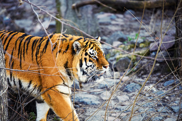 Beautiful Amur tiger