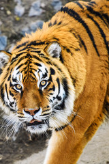 Naklejka premium Beautiful Amur tiger