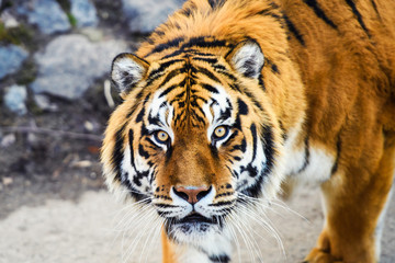 Beautiful Amur tiger