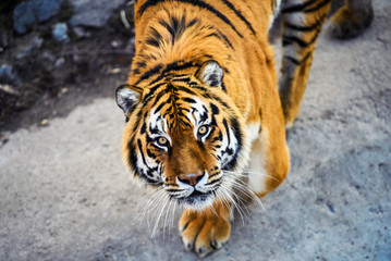 Beautiful Amur tiger