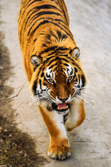 Beautiful Amur tiger