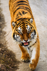 Beautiful Amur tiger